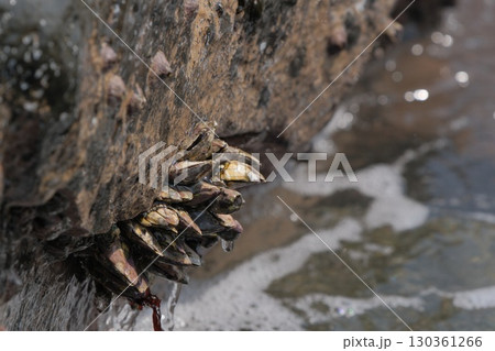 【磯の観察】波が洗う岩に張り付く生き物、カメノテ 130361266