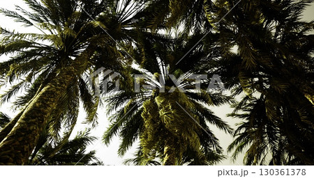 Looking up at a cluster of tall palm trees, their fronds spread wide against a bright sky, creating a vibrant tropical atmosphere perfect for relaxation. 130361378