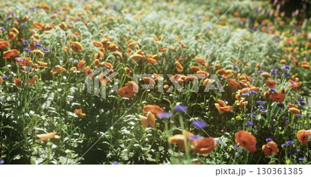 A vibrant garden filled with orange and purple flowers sways gently in the breeze under a clear blue sky. Sunlight illuminates the blossoms, creating a cheerful spring atmosphere. 130361385