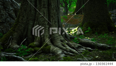 Tree Wraps Roots Thick roots of an ancient tree wrap around the...のイラスト素材 [130361444 ...