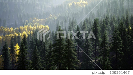 Tall evergreen trees dominate the foreground, while patches of golden foliage peek through in the background, creating a vibrant contrast in this serene forest landscape during daylight. Tall evergreen trees dominate the foreground, while patches of golden foliage peek through in the background, creating a vibrant contrast in this serene forest landscape during daylight. 130361467