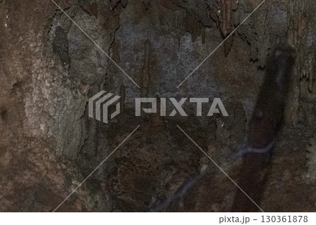 縄文鍾乳洞（岐阜県郡上市）内部 130361878