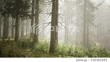 Mist envelops a tranquil forest filled with towering trees and vibrant undergrowth. Sunlight struggles to pierce through the fog, creating a serene atmosphere perfect for exploration. 130362085