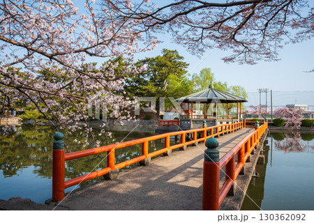 九華公園の桜《三重県 桑名市》 九華公園の桜《三重県 桑名市》 130362092