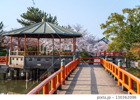 九華公園の桜《三重県 桑名市》 九華公園の桜《三重県 桑名市》 130362096