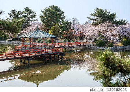 九華公園の桜《三重県 桑名市》 130362098