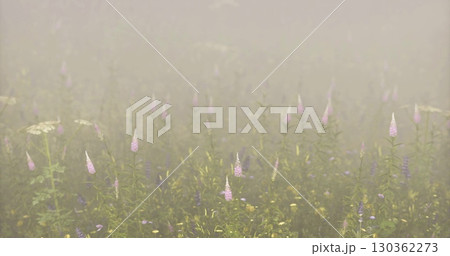 Morning fog blankets a vibrant wildflower field, creating a serene and mystical atmosphere. Delicate blossoms emerge through the mist, enhancing the tranquil beauty of nature. 130362273