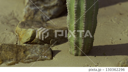 A green cactus grows in sandy terrain surrounded by rocks under bright sunlight. The environment showcases a dry and arid desert landscape, highlighting the resilience of plant life. 130362296