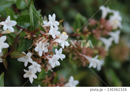 夏の庭に咲く白い小さなハナツクバネウツギの花 夏の庭に咲く白い小さなハナツクバネウツギの花 130362326