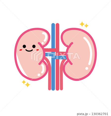 人の臓器キャラクター　健康な腎臓 130362701