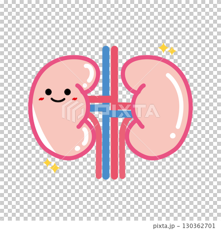 人體器官特徵:腎臟健康 人體器官特徵:腎臟健康 130362701