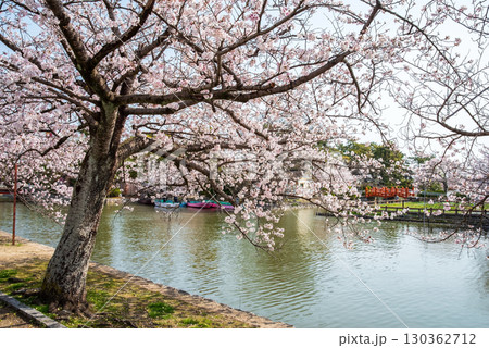 九華公園の桜《三重県 桑名市》 130362712