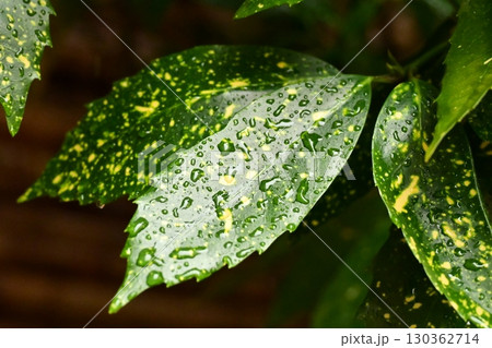 アオキ　(フイリアオキ：aucuba japonica 水滴つき) 130362714