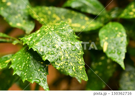 アオキ　(フイリアオキ：aucuba japonica 水滴つき) 130362716