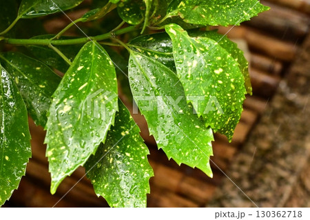 アオキ (フイリアオキ:aucuba japonica 水滴つき) アオキ (フイリアオキ:aucuba japonica 水滴つき) 130362718