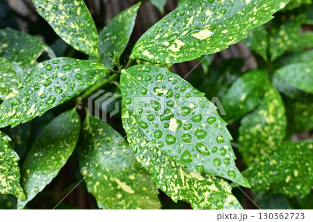 アオキ (フイリアオキ:aucuba japonica 水滴つき) アオキ (フイリアオキ:aucuba japonica 水滴つき) 130362723