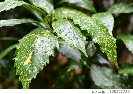 アオキ (フイリアオキ:aucuba japonica 水滴つき) アオキ (フイリアオキ:aucuba japonica 水滴つき) 130362729