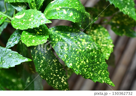 アオキ　(フイリアオキ：aucuba japonica 水滴つき) 130362732