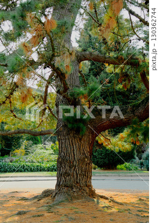 Old pine tree with large trunk and green needles near sidewalk in summer public park Old pine tree with large trunk and green needles near sidewalk in summer public park 130362744