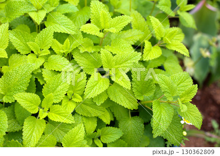 Fresh green lemon balm leaves with serrated edges growing in a garden. 130362809
