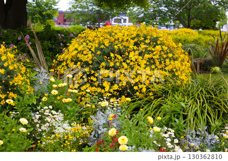 A variety of colorful flowers in full bloom at a park in Japan A variety of colorful flowers in full bloom at a park in Japan 130362810