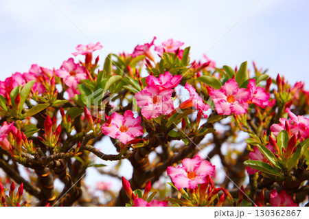 Adenium obesum, Pink desert rose flowers in full bloom. Adenium obesum, Pink desert rose flowers in full bloom. 130362867