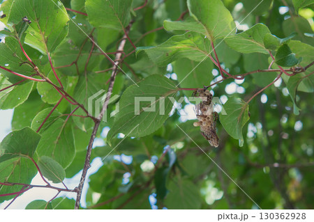 キアシナガバチ【スズメバチ科】木の枝に巣作りをしている働きバチ・8月 130362928