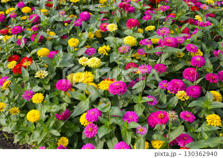 Colorful zinnias flourishing in a lush garden Colorful zinnias flourishing in a lush garden 130362940