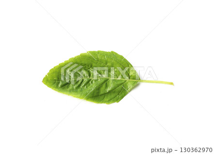 Holy basil leaves on white background. 130362970