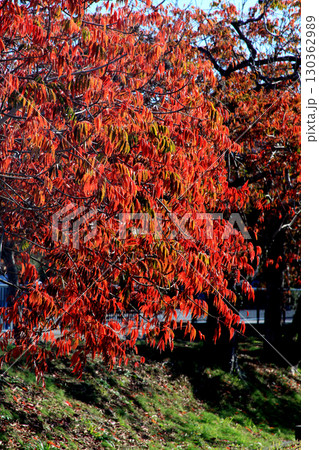 久留米市　柳坂曽根のハゼ並木の紅葉とハゼの実 130362989