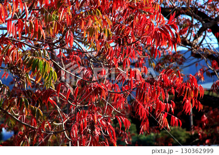 久留米市　柳坂曽根のハゼ並木の紅葉とハゼの実 130362999