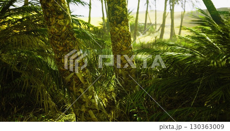 Sunlight filters through dense foliage, illuminating the trunks of palm trees amidst a backdrop of vibrant green vegetation. A serene atmosphere engulfs the landscape, inviting exploration. 130363009