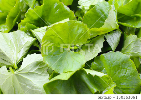 Fresh gotu kola leaves, a traditional herb used to reduce inflammation and support circulation. Fresh gotu kola leaves, a traditional herb used to reduce inflammation and support circulation. 130363061