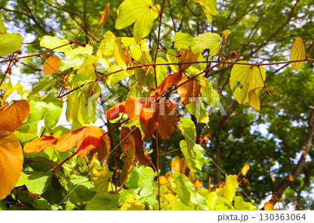 Bauhinia aureifolia with distinctive reddish-brown heart-shaped leaves 130363064
