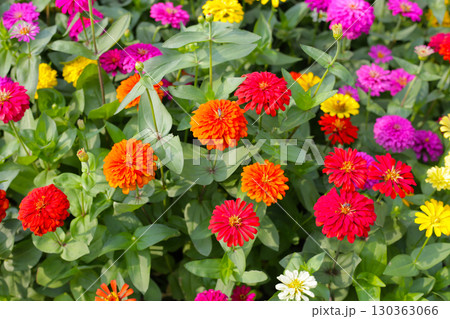 Colorful zinnias flourishing in a lush garden Colorful zinnias flourishing in a lush garden 130363066