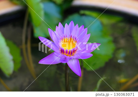 Vibrant purple water lily in full bloom with a bright yellow center above green lily pads. 130363071