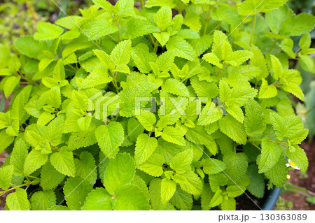 Fresh green lemon balm leaves with serrated edges growing in a garden. 130363089