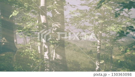 Golden rays cascade through vibrant green leaves, illuminating a tranquil forest scene. Grass sways gently under the soft breeze, creating a peaceful atmosphere amid natures beauty. 130363098