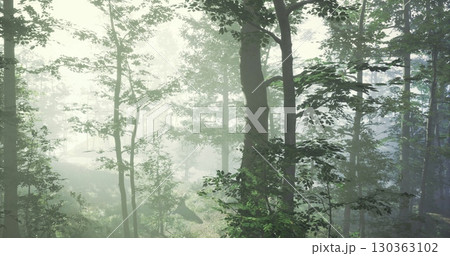 Dew glistens on lush foliage as morning light breaks through the mist in an enchanting forest. Tall trees stand majestically amidst the gentle haze, creating a tranquil atmosphere. 130363102