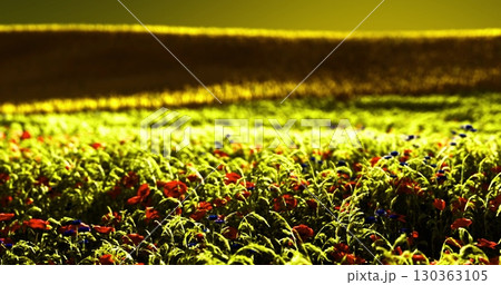 A beautiful meadow comes alive with colorful wildflowers under a warm twilight glow. The lush greens and vibrant reds create a stunning contrast, inviting a sense of peace and serenity. 130363105