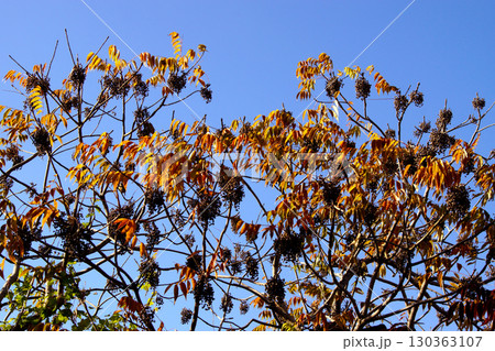 久留米市　柳坂曽根のハゼ並木の紅葉とハゼの実 130363107