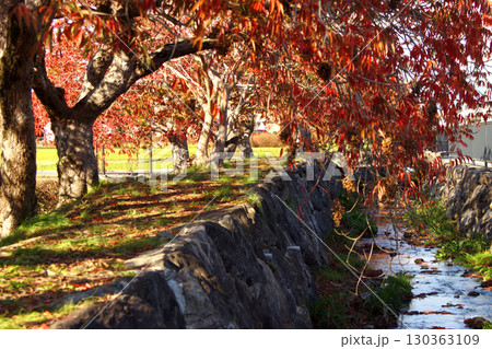 久留米市　柳坂曽根のハゼ並木の紅葉とハゼの実 130363109