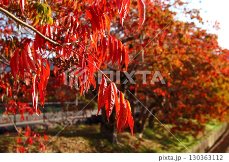 久留米市　柳坂曽根のハゼ並木の紅葉とハゼの実 130363112