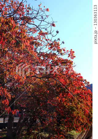 久留米市 柳坂曽根のハゼ並木の紅葉とハゼの実 久留米市 柳坂曽根のハゼ並木の紅葉とハゼの実 130363113