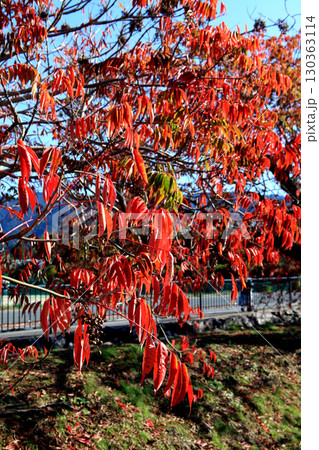 久留米市　柳坂曽根のハゼ並木の紅葉とハゼの実 130363114