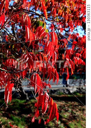 久留米市　柳坂曽根のハゼ並木の紅葉とハゼの実 130363115