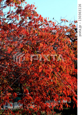 久留米市 柳坂曽根のハゼ並木の紅葉とハゼの実 久留米市 柳坂曽根のハゼ並木の紅葉とハゼの実 130363116