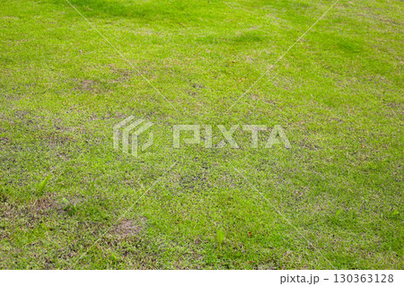 Fresh green grass covering the ground. Fresh green grass covering the ground. 130363128