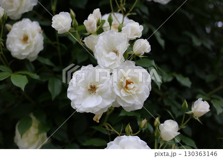 Beautiful white rose in full bloom Beautiful white rose in full bloom 130363146