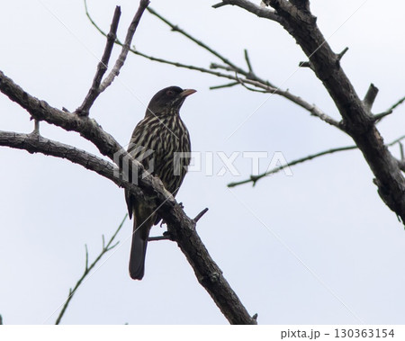 Palmchat (Dulus dominicus) sitting in a tree in the Northern Dominican Republic, Caribbean. 130363154